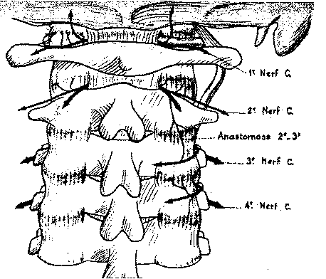 Innervation des articulaires postérieures